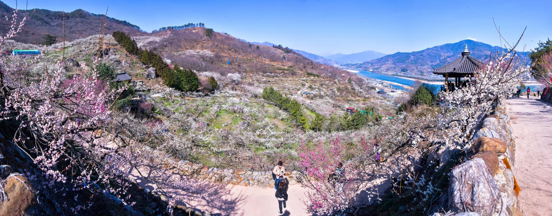광양 매화마을 매실농원 관광지 풍경