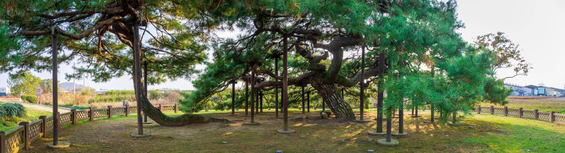 이천시 이천 도립리 반룡송 관광지 풍경