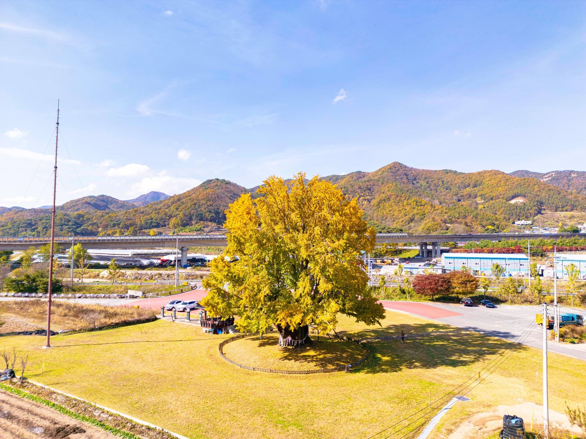 금산군 요광리 은행나무 관광지 풍경