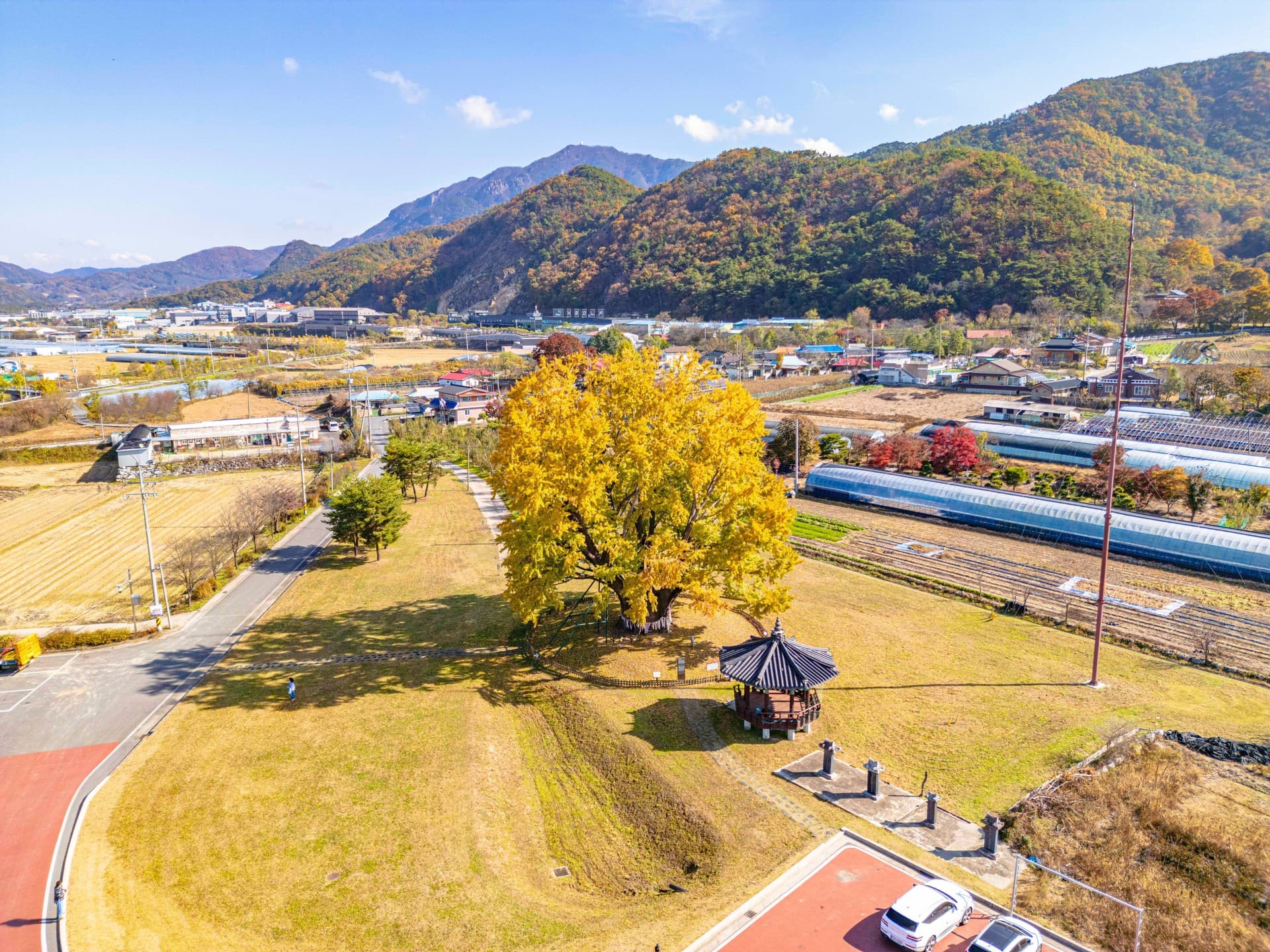 금산군 금산 요광리 은행나무 관광지 풍경