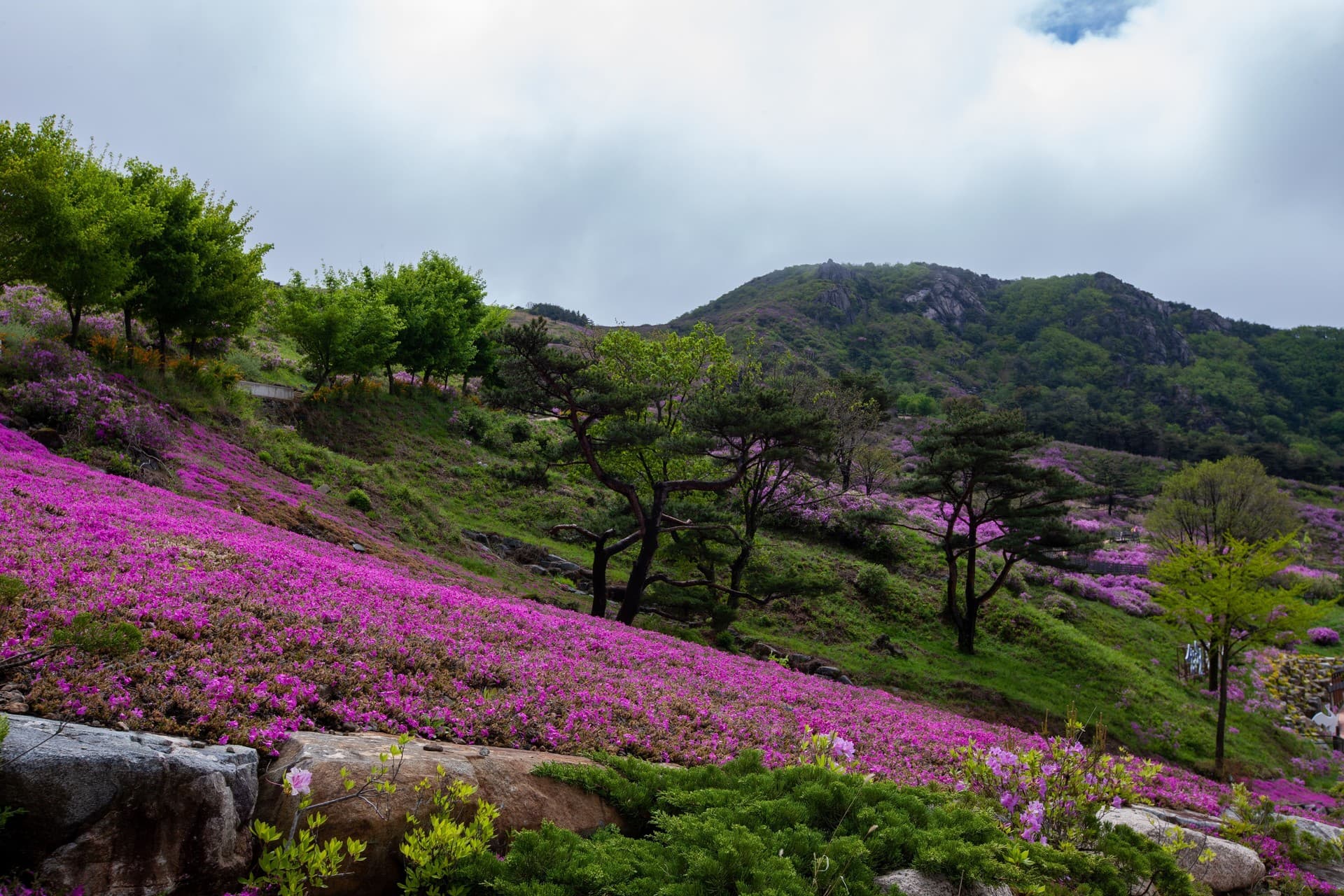 산청군 황매산 관광지 풍경