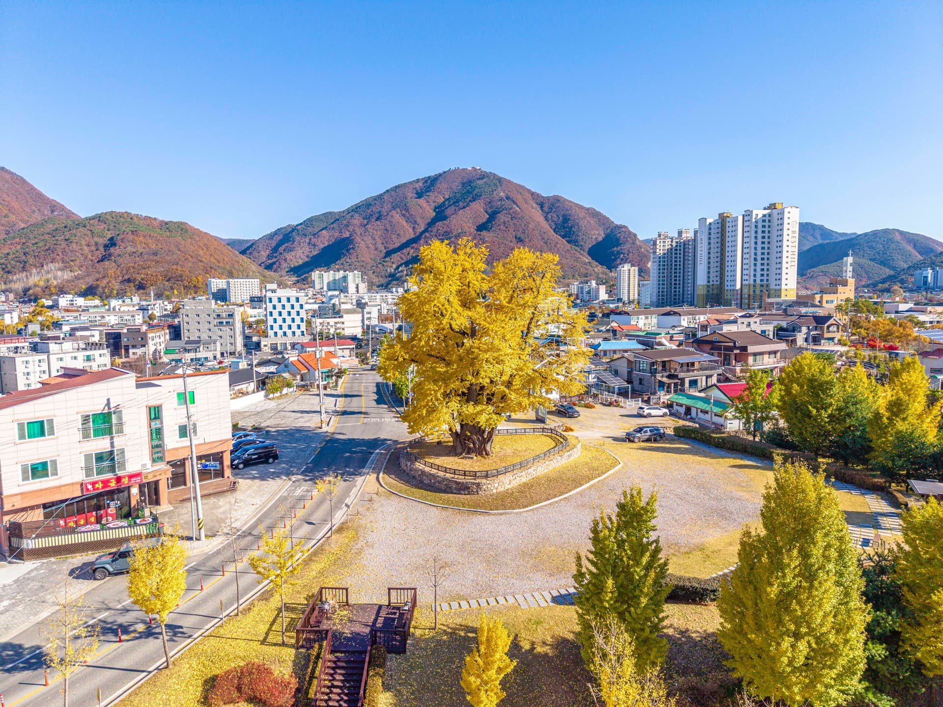 영월군 영월 하송리 은행나무 관광지 풍경