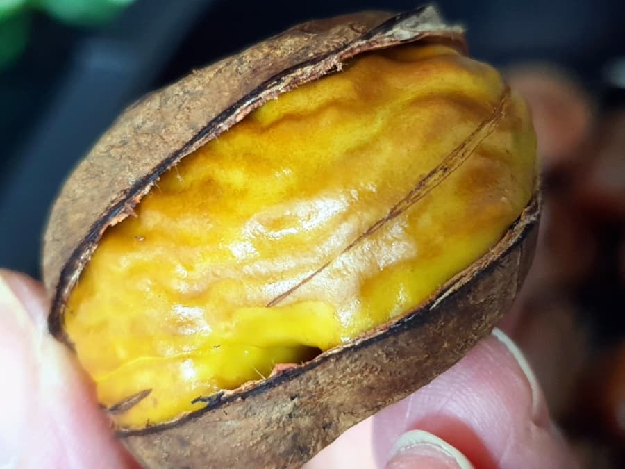 부여 군밤 완성 음식 또는 해당 식품 제품 실제 사진