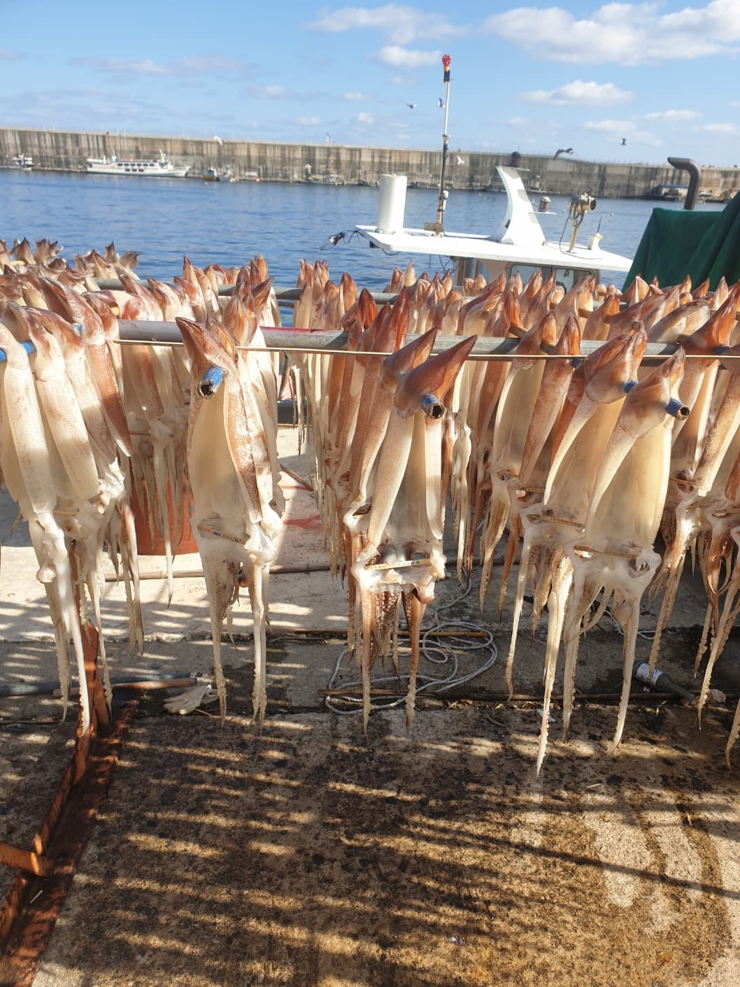 울릉도 오징어 완성 음식 또는 해당 식품 제품 실제 사진